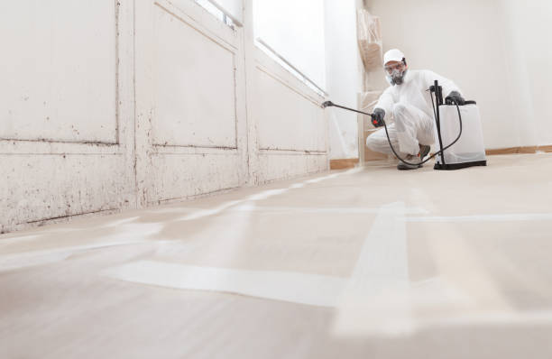 Black mold remediation team in Goldvein