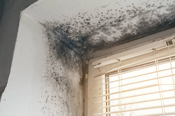 Mold Removal service in Goldvein